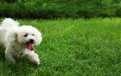 Cute fluffy Bichon Frise dog on green grass in park. Space for text