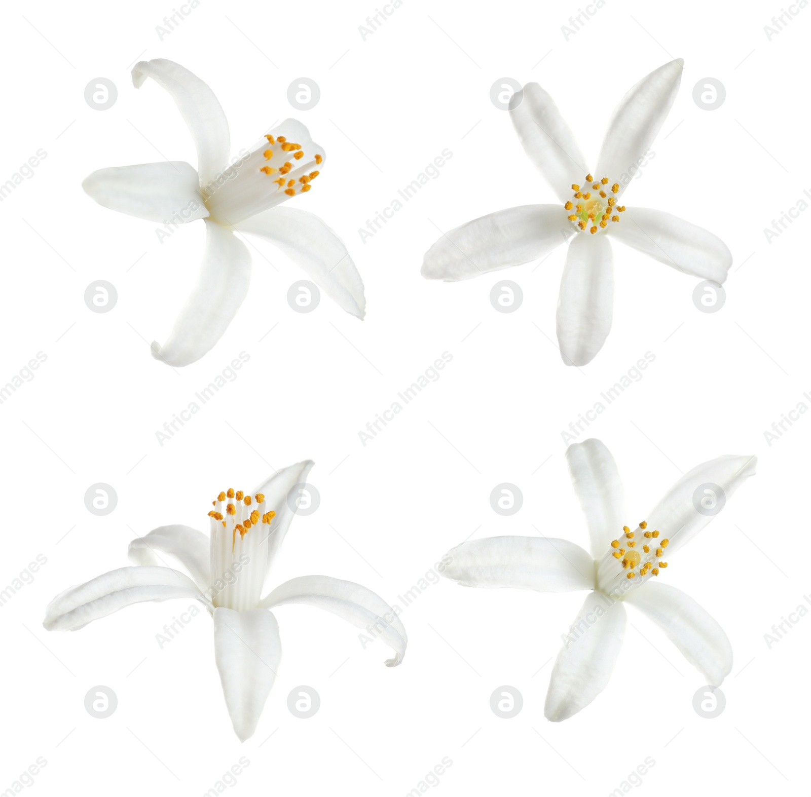 Image of Set of beautiful blooming citrus flowers on white background