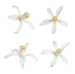 Set of beautiful blooming citrus flowers on white background