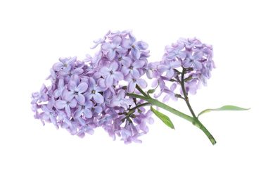 Photo of Beautiful blossoming lilac branch isolated on white