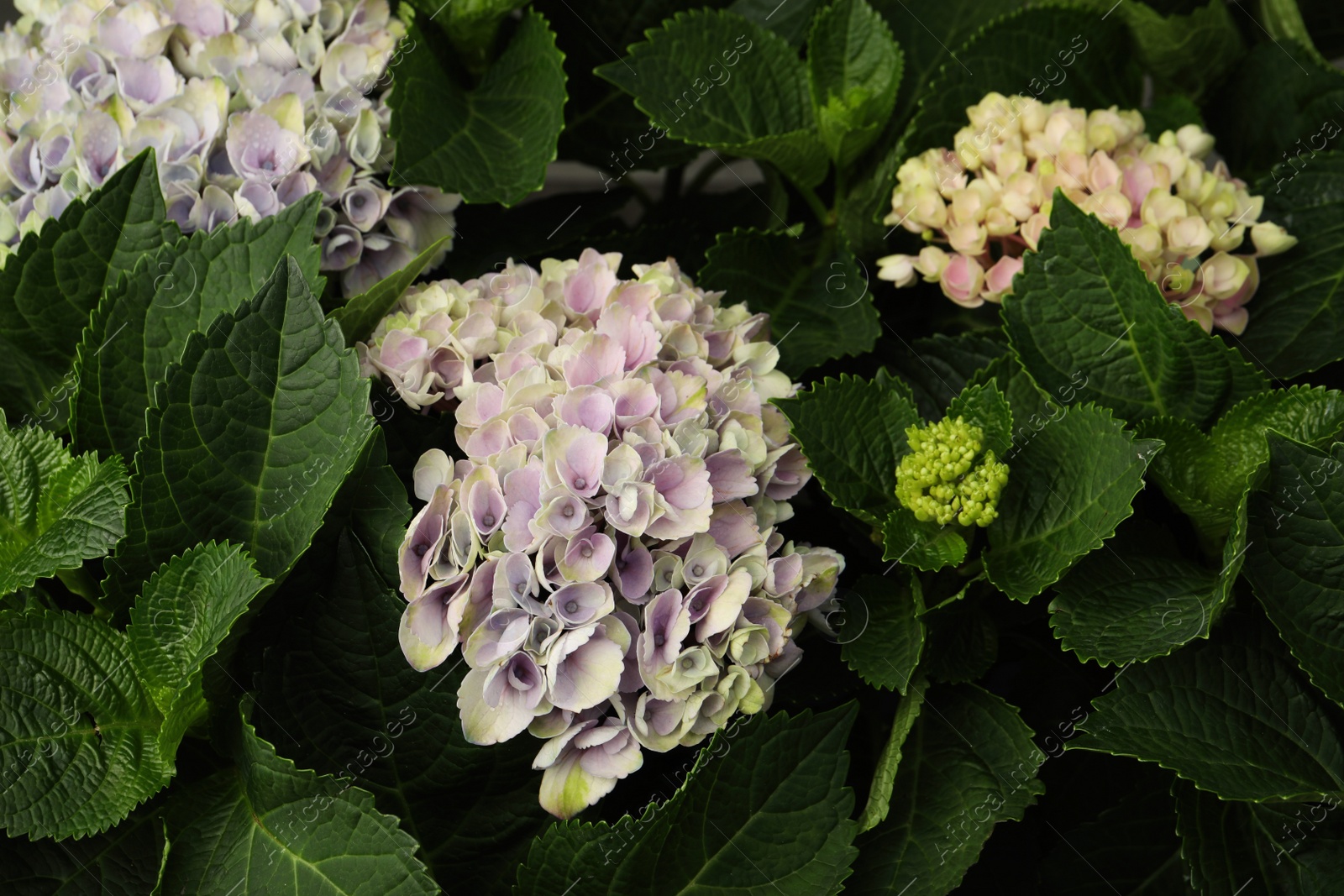 Photo of Beautiful hortensia plant with light flowers, closeup