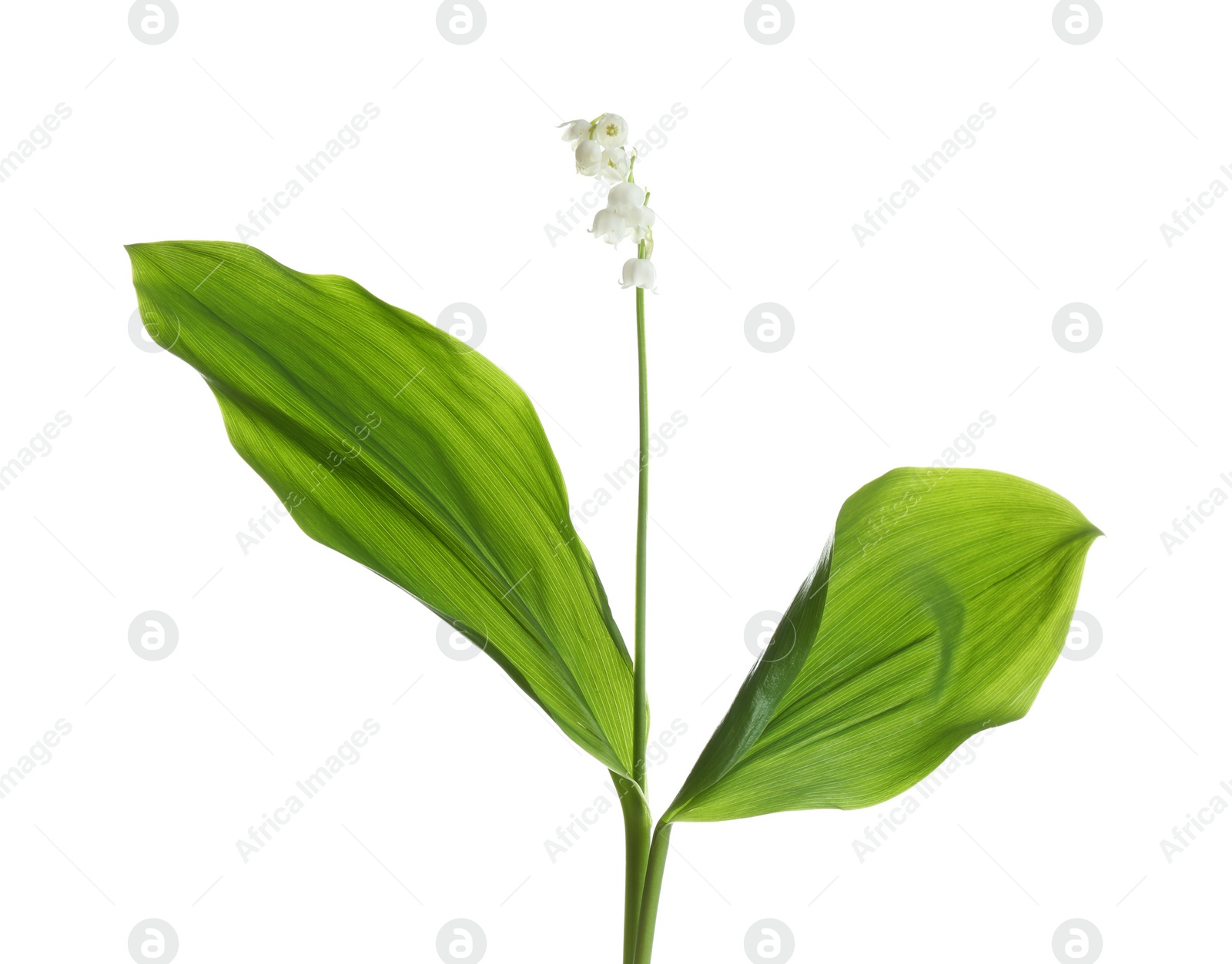 Photo of Beautiful fragrant lily of the valley on white background