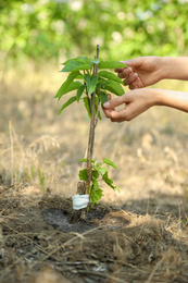 Photo of Woman taking care of catalpa bignonioides tree growing outdoors, closeup. Planting and gardening