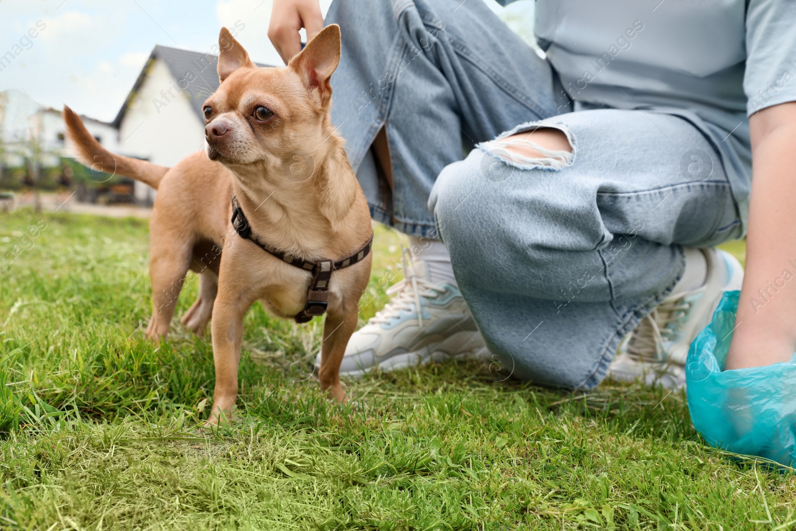 Photo of Woman picking up her dog's poop from green grass in park, closeup