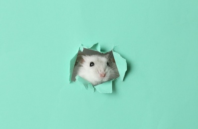 Photo of Cute funny pearl hamster looking out of hole in turquoise paper
