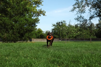 Photo of Cute German Shorthaired Pointer dog playing with flying disk in park
