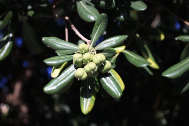 Photo of Beautiful pittosporum plant with green berries growing outdoors, closeup