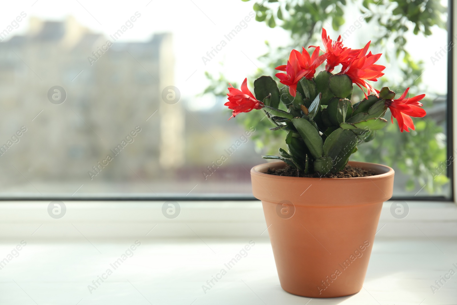 Photo of Beautiful blooming Schlumbergera plant (Christmas or Thanksgiving cactus) in pot on window sill. Space for text