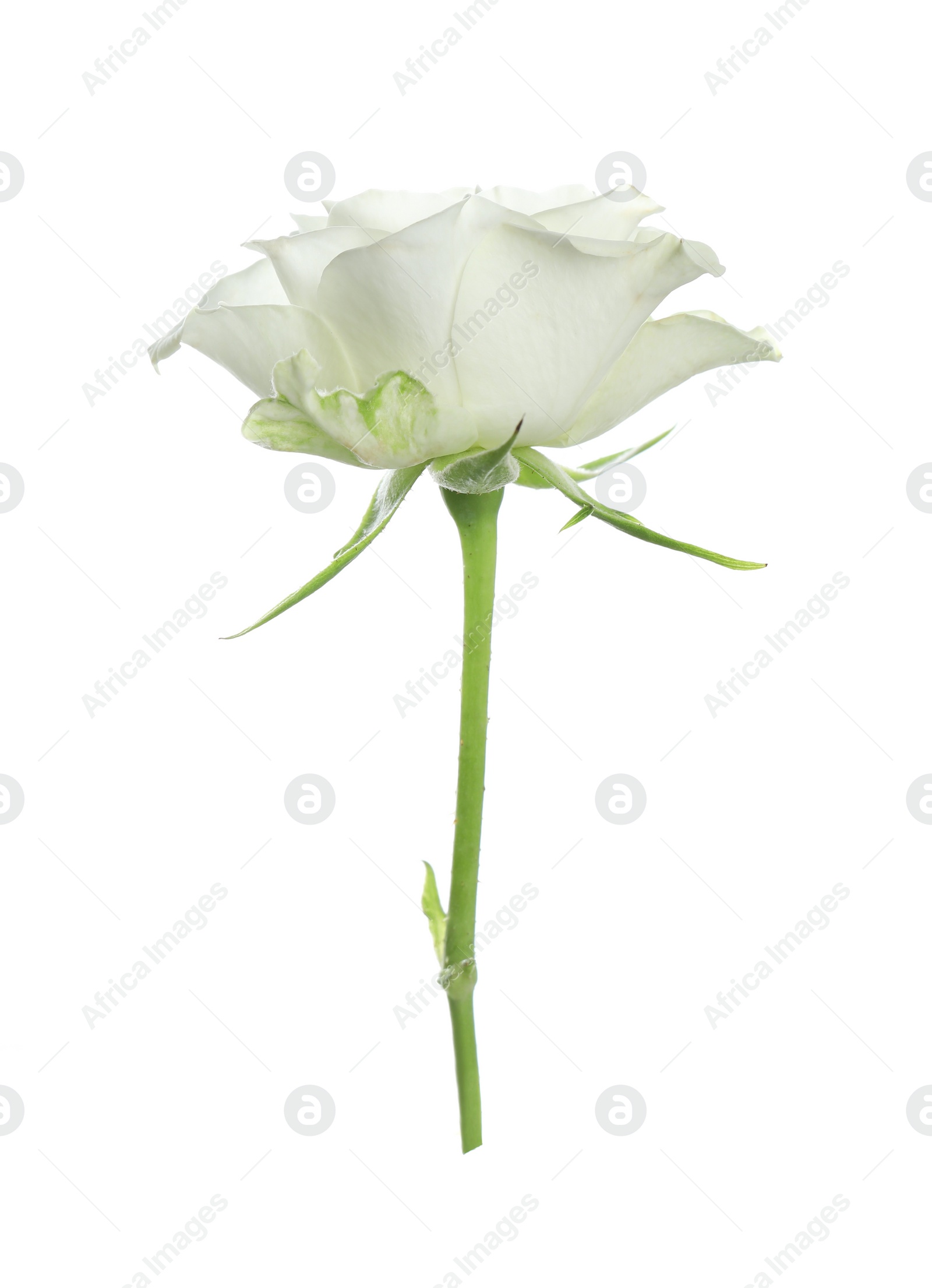 Photo of Beautiful rose with tender petals isolated on white