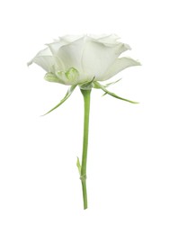 Beautiful rose with tender petals isolated on white