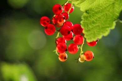 Photo of Closeup view of red currant bush with ripening berries outdoors on sunny day