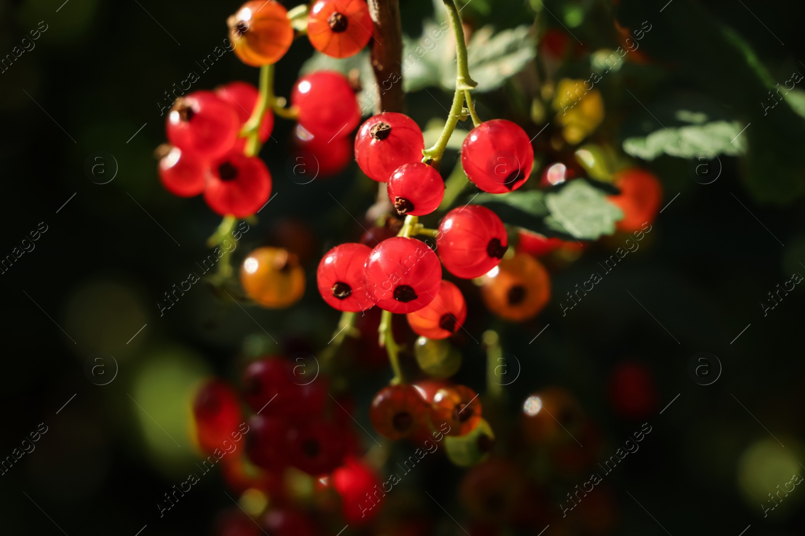 Photo of Closeup view of red currant bush with ripening berries under sunlight on dark background