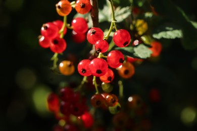 Closeup view of red currant bush with ripening berries under sunlight on dark background