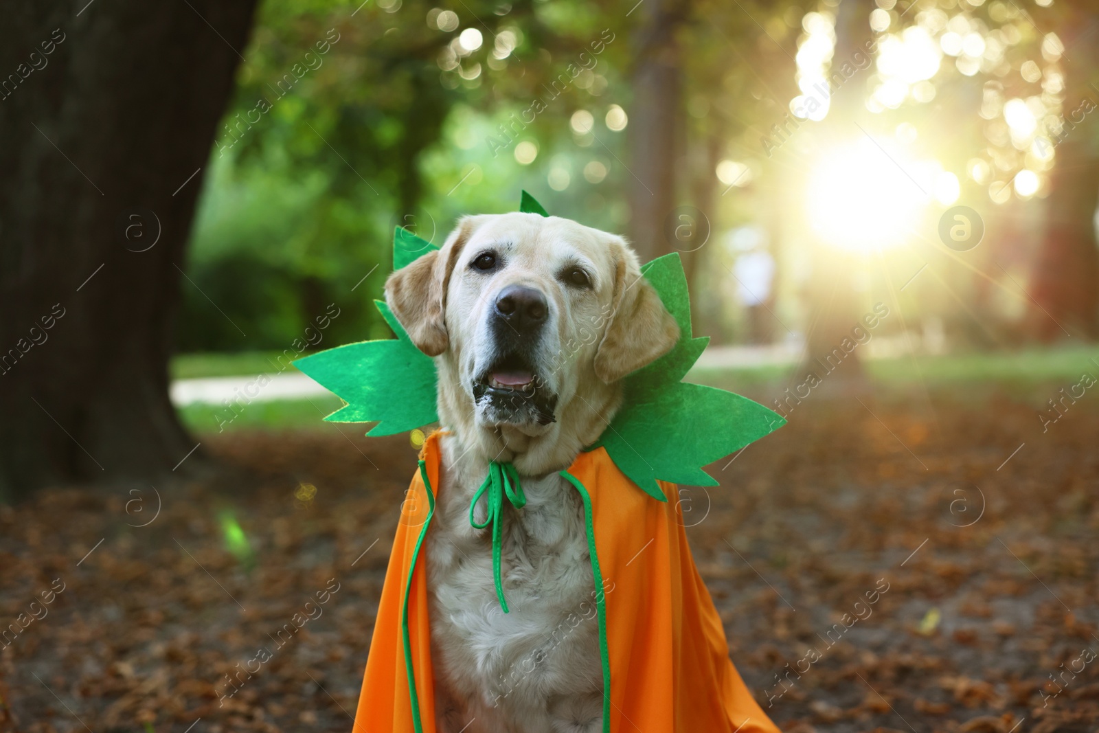 Photo of Cute Labrador Retriever dog wearing Halloween costume in autumn park