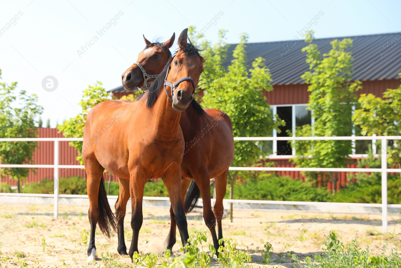 Photo of Bay horses in paddock on sunny day. Beautiful pets