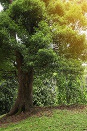 Picturesque view of big tree in tranquil park