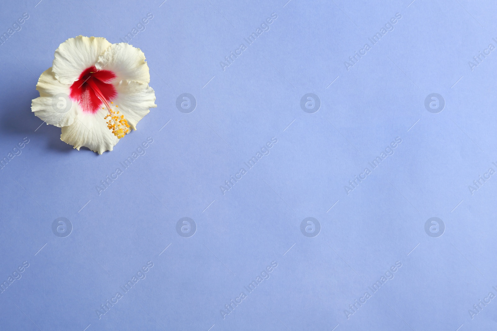 Photo of Beautiful tropical Hibiscus flower on color background with space for design, top view