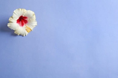 Photo of Beautiful tropical Hibiscus flower on color background with space for design, top view