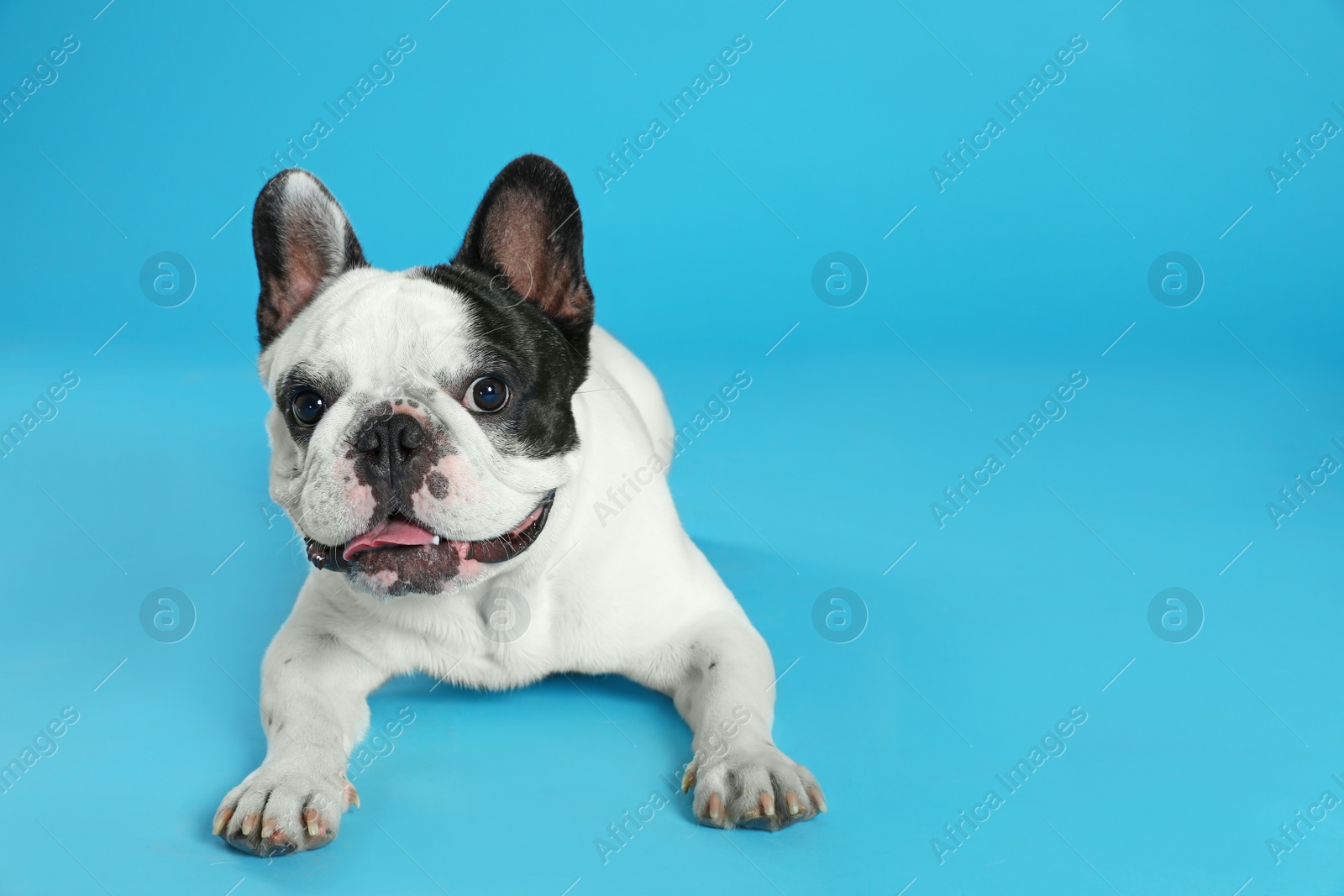 Photo of French bulldog on blue background. Space for text