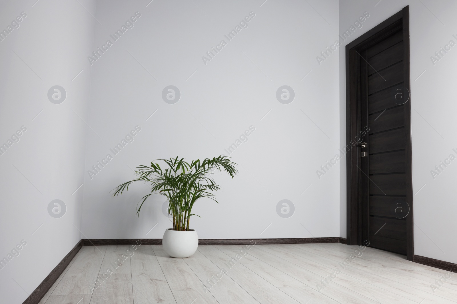 Photo of Empty renovated room with potted houseplant and black door