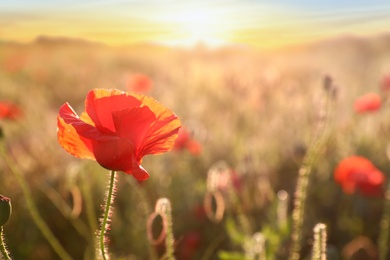 Beautiful blooming red poppy flower in field at sunset, closeup. Space for text