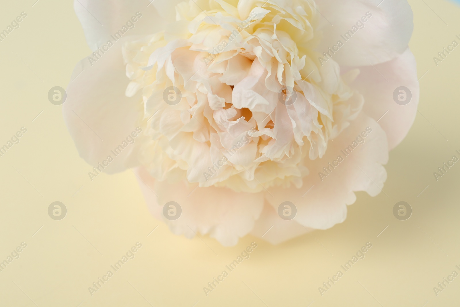 Photo of Beautiful peony flower on beige background, closeup