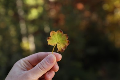 Photo of Woman holding beautiful leaf outdoors on autumn day, closeup