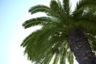 Beautiful palm tree with green leaves against clear blue sky, low angle view