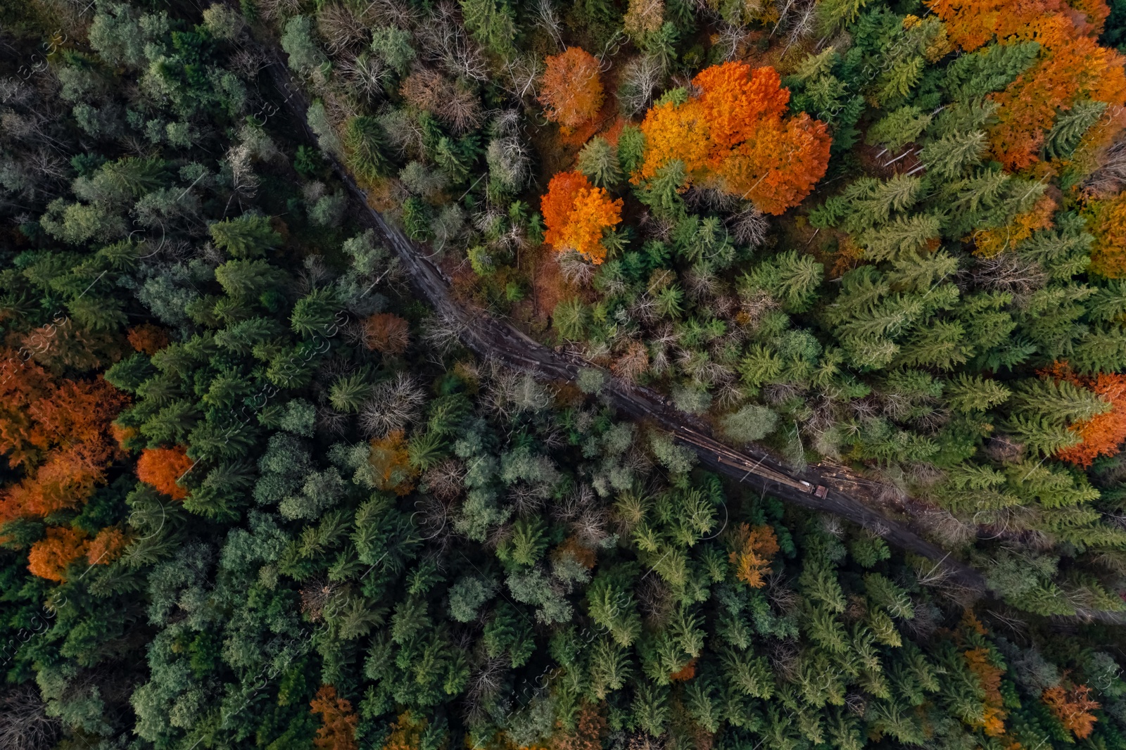 Image of Aerial view of beautiful forest on autumn day