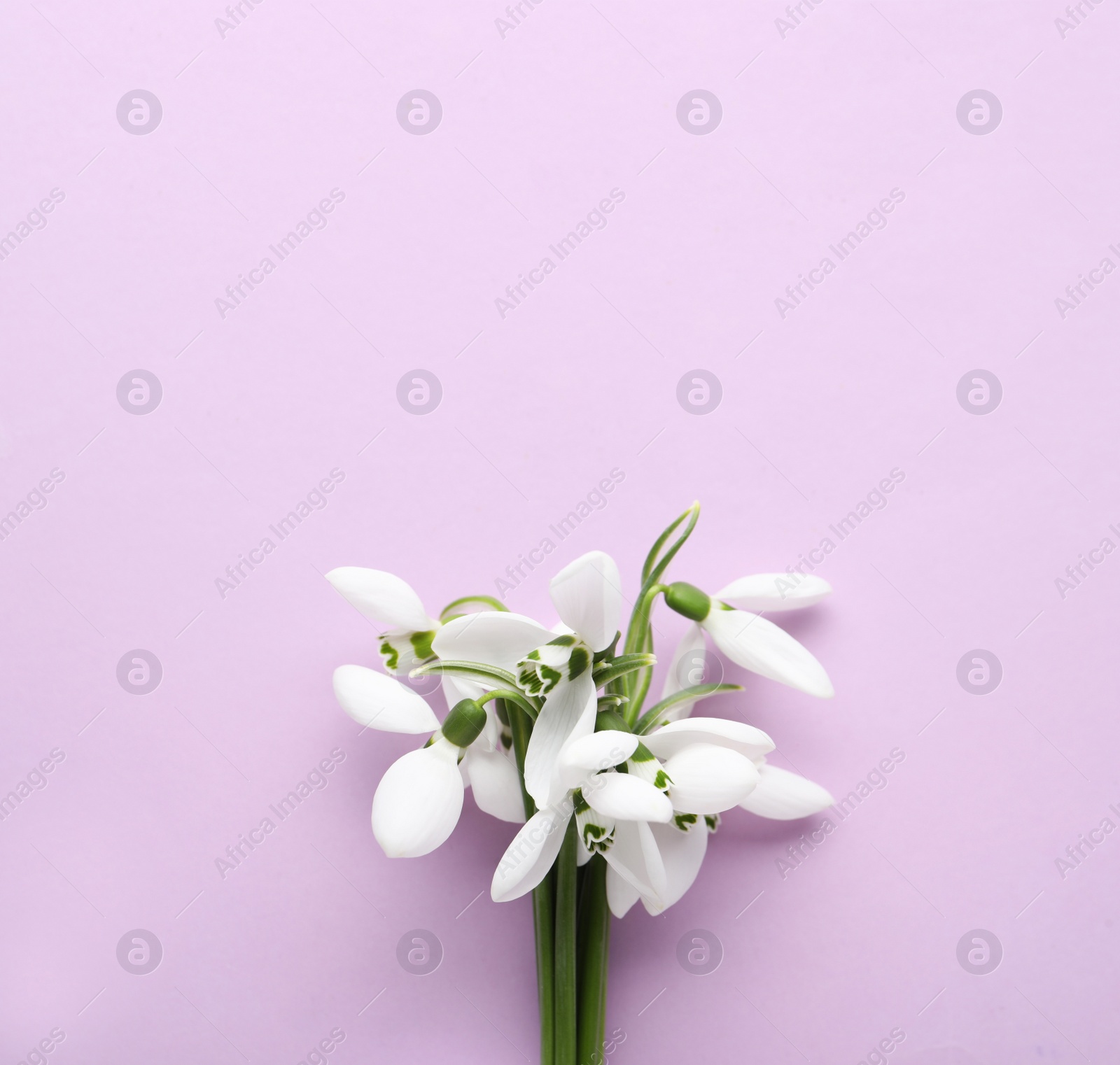Photo of Beautiful snowdrops on lilac background, top view