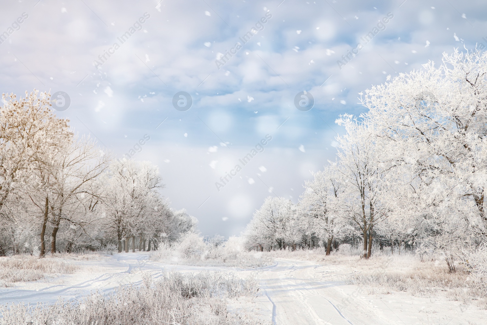 Photo of Plants covered with hoarfrost outdoors on winter morning