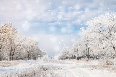 Photo of Plants covered with hoarfrost outdoors on winter morning