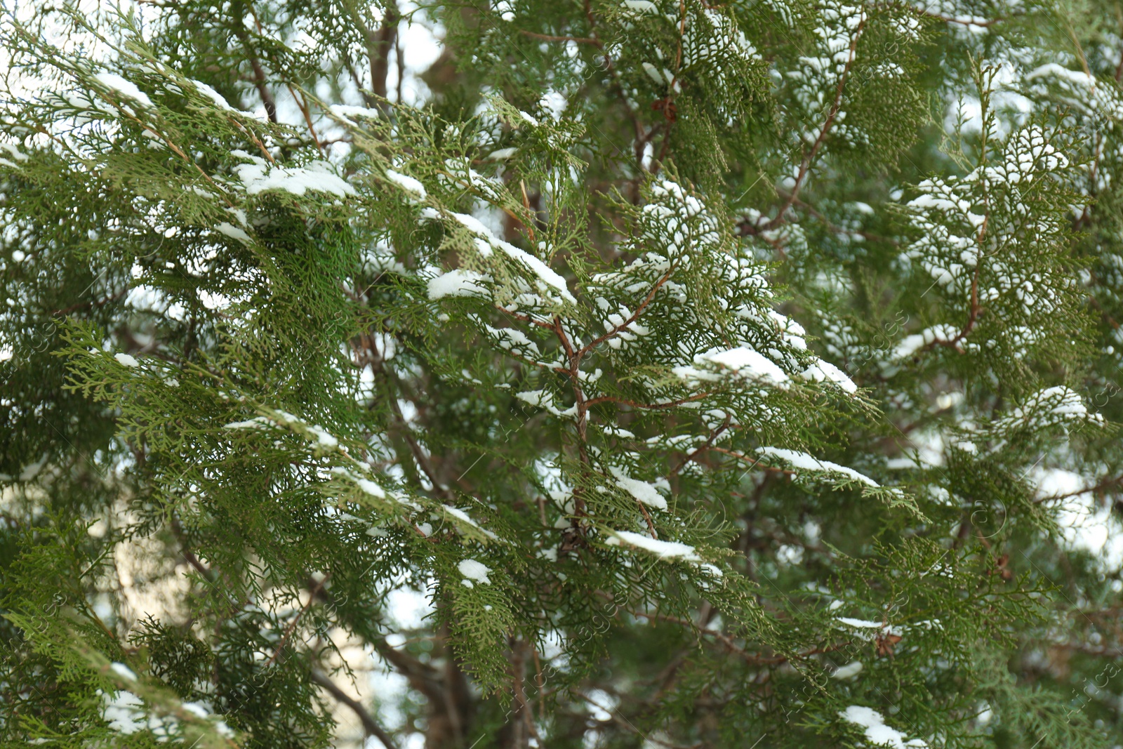 Photo of Thuja branches covered with fresh snow outdoors
