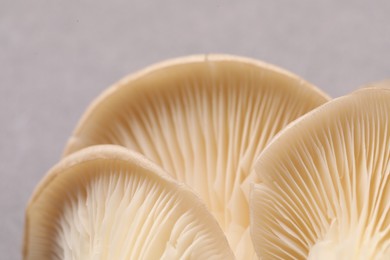 Photo of Fresh oyster mushrooms on grey background, macro view