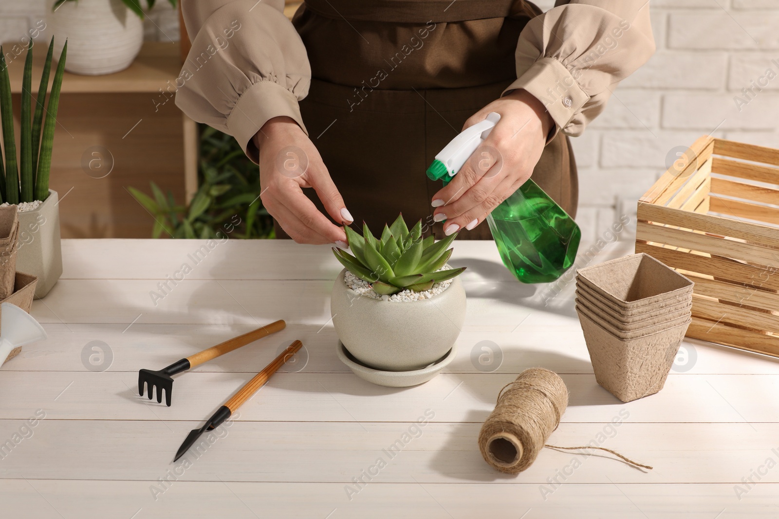 Photo of Woman spraying beautiful succulent plant with water at white wooden table, closeup