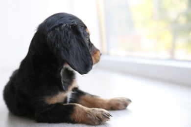 Photo of Cute English Cocker Spaniel puppy lying on floor indoors. Space for text