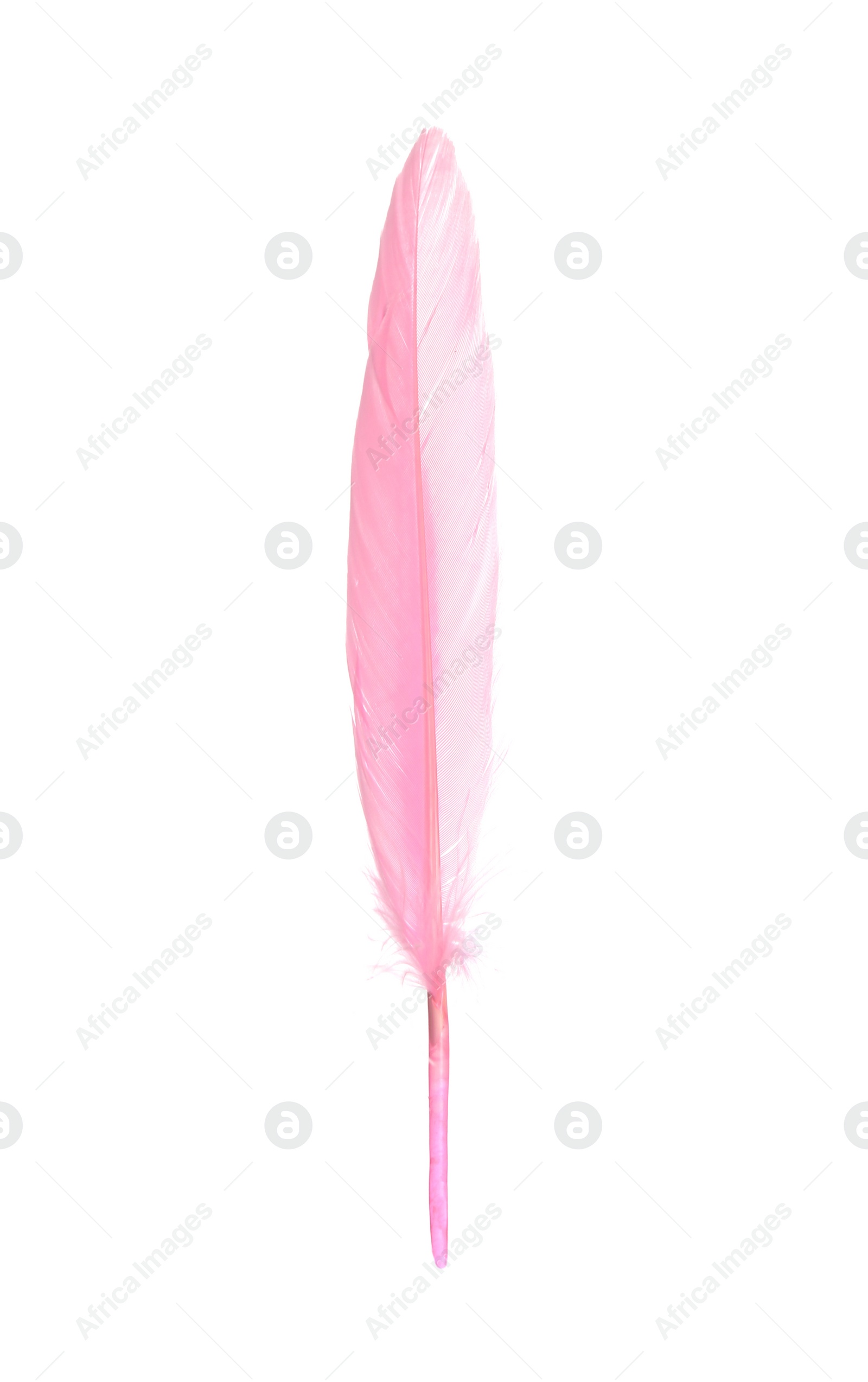 Photo of Beautiful delicate pink feather isolated on white