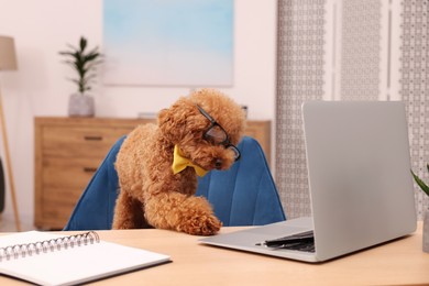 Cute Maltipoo dog wearing yellow bow tie and glasses at desk with laptop in room. Lovely pet