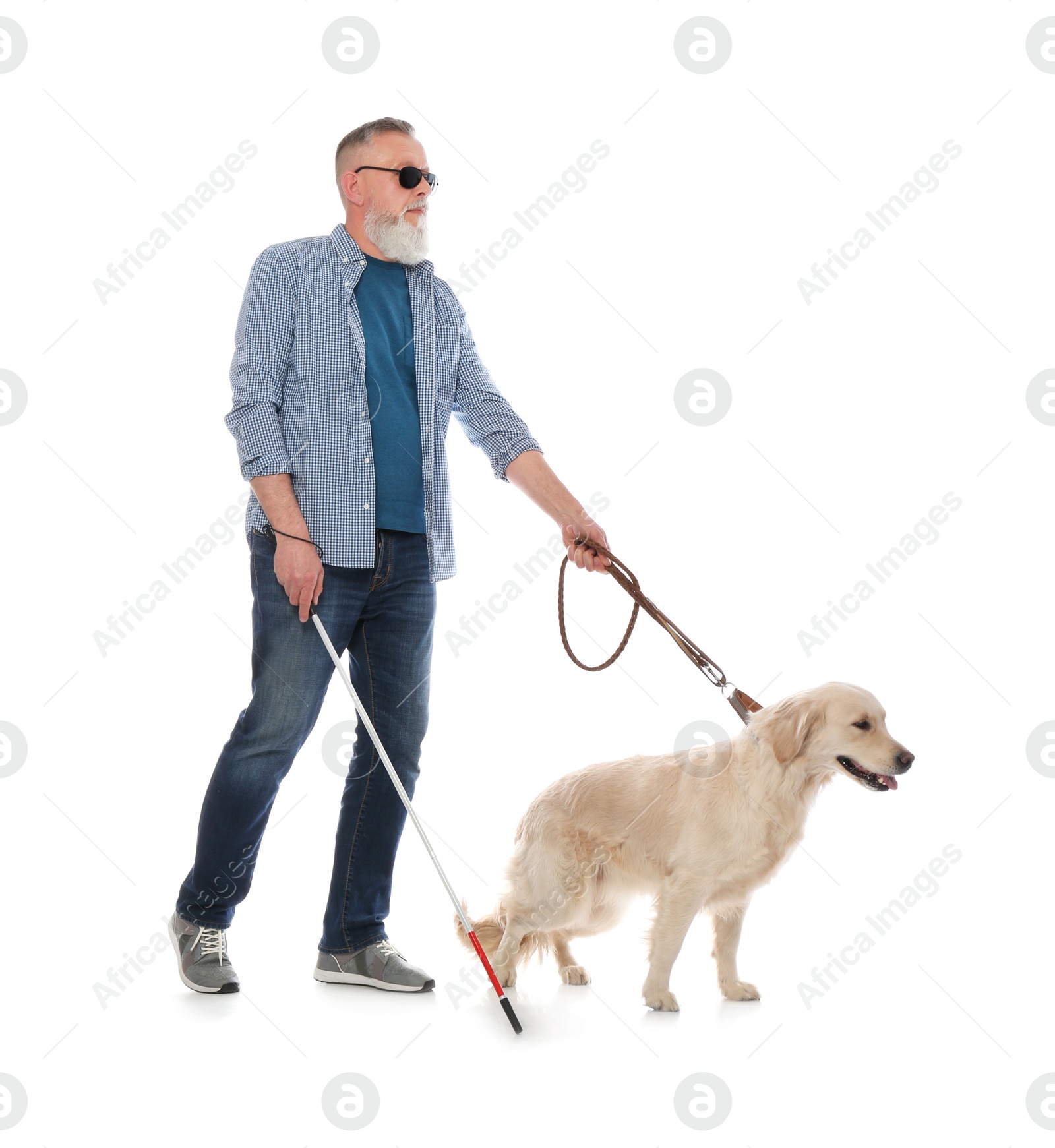 Photo of Blind person with long cane and guide dog on white background