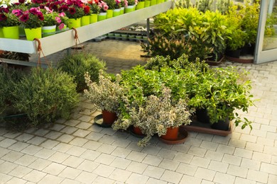 Garden center with many different potted plants