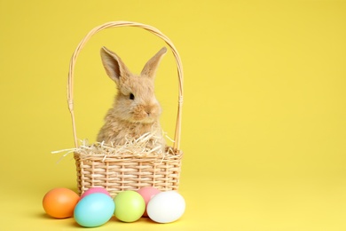 Photo of Adorable furry Easter bunny in wicker basket and dyed eggs on color background, space for text