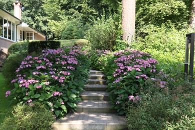 Pathway among beautiful hydrangea shrubs with violet flowers outdoors