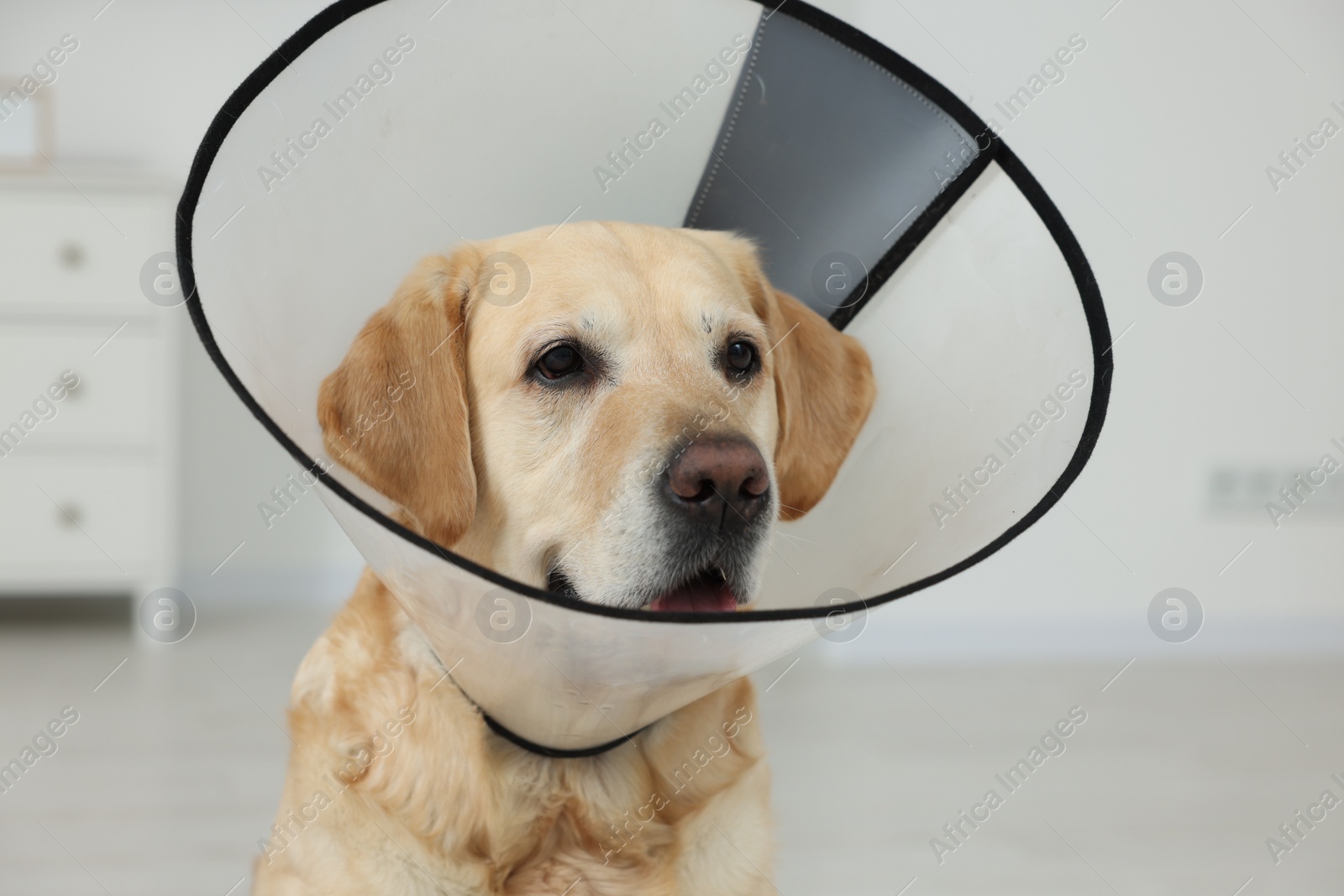 Photo of Sad Labrador Retriever with protective cone collar in room