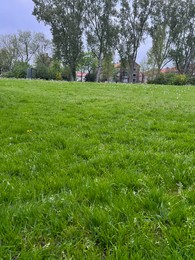 Green grass growing outdoors on spring day