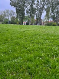 Photo of Green grass growing outdoors on spring day