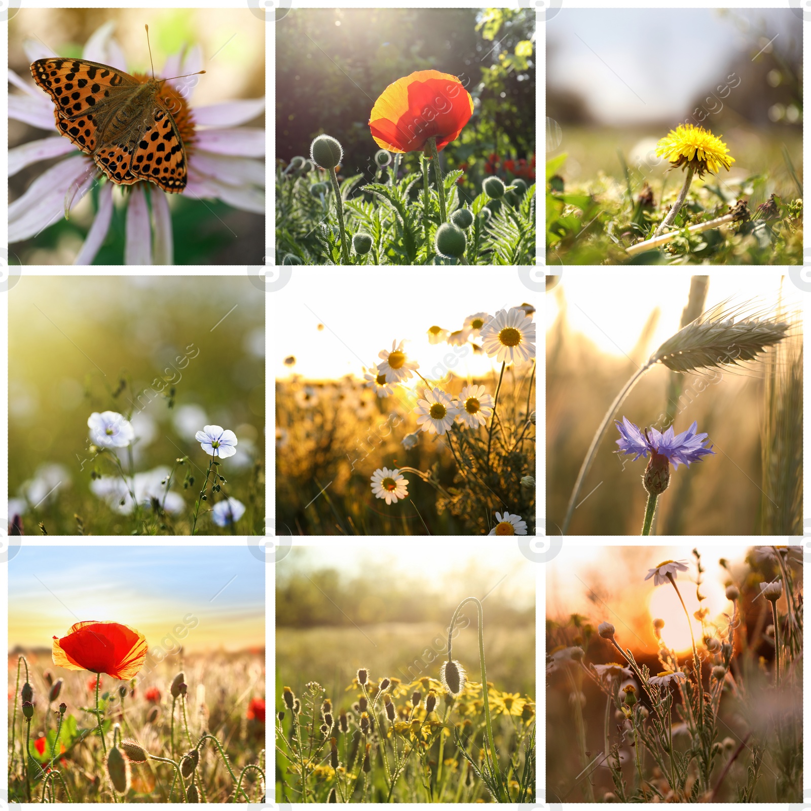 Image of Collage with photos of different beautiful wild flowers