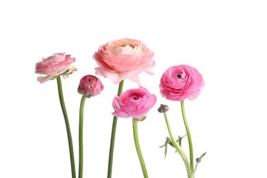 Beautiful fresh ranunculus flowers on white background