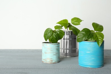 Beautiful hibiscus plants in tin cans on grey wooden table. Space for text