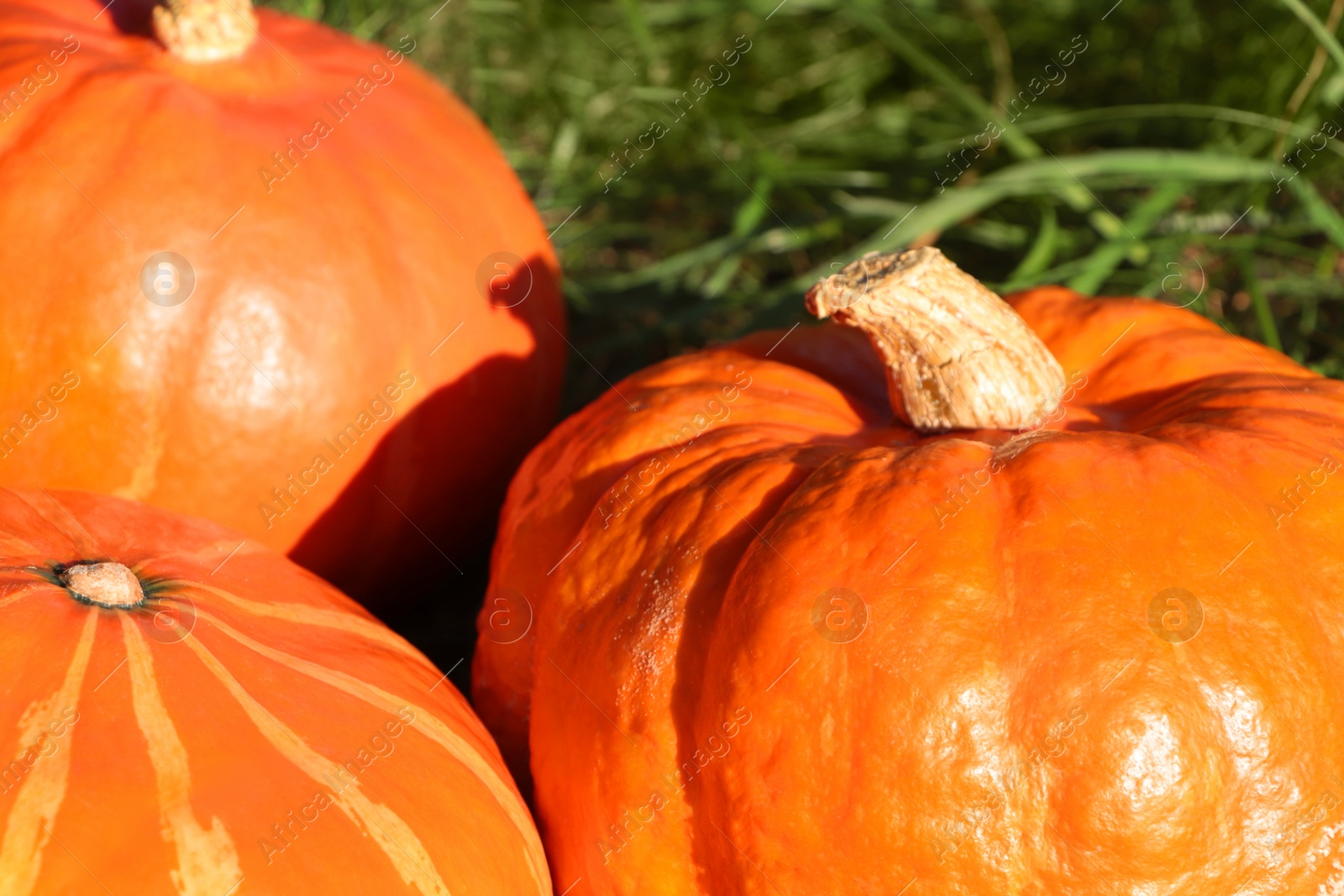 Photo of Whole ripe orange pumpkins among green grass outdoors, closeup