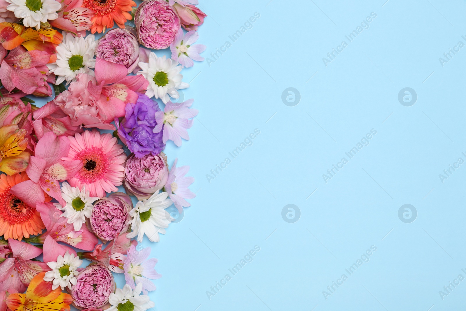 Photo of Flat lay composition with different beautiful flowers on light blue background, space for text